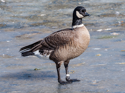 Aleutian Canadian Goose Aleutian Canadian Goose