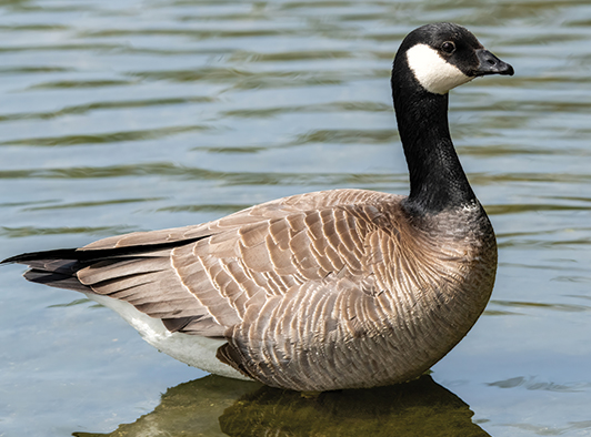 Cackling Canadian Goose Cackling Canadian Goose