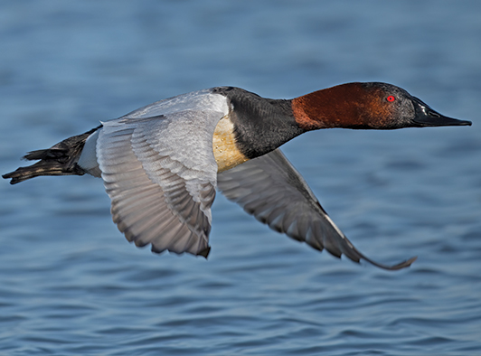Canvasback Canvasback