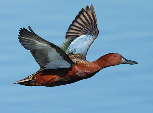 Cinnamon Teal Cinnamon Teal