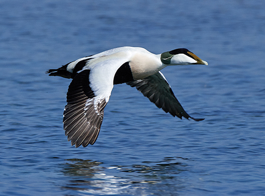 Common Eider Common Eider