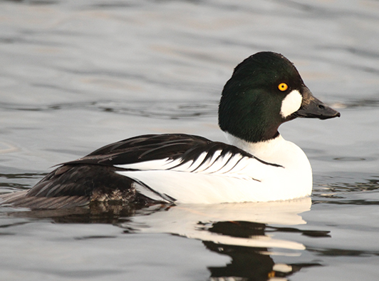 Common Goldeneye Common Goldeneye