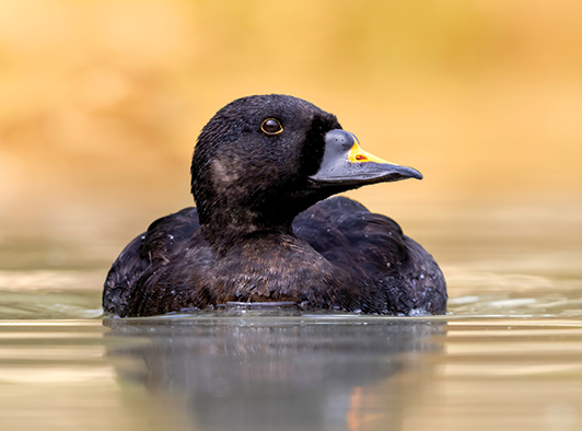 Common Scoter Common Scoter