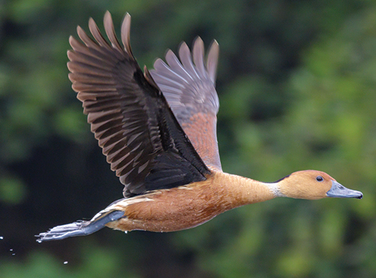 Fulvous Whistling Duck Fulvous Whistling Duck