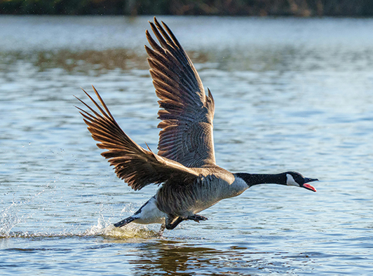 Giant Canadian Goose Giant Canadian Goose