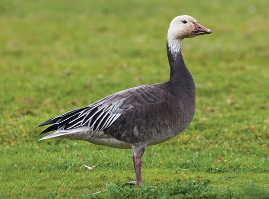 Greater Blue Goose Greater Blue Goose