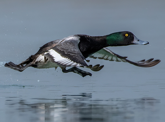 Greater Scaup Greater Scaup