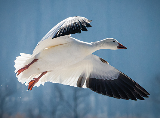 Greater Snow Goose Greater Snow Goose