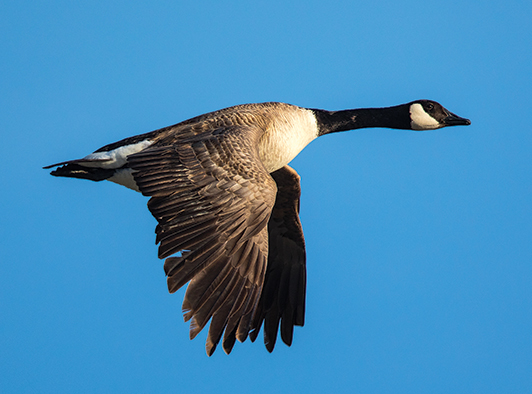 Lesser Canadian Goose Lesser Canadian Goose