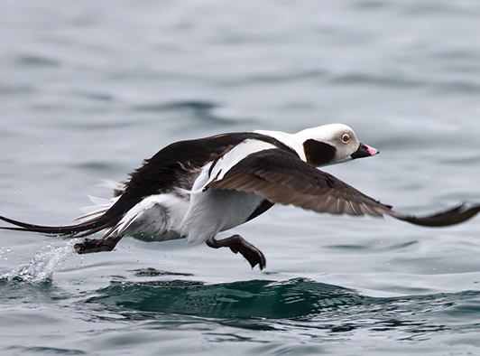 Long-Tail (Old Squaw) Long-Tail (Old Squaw)