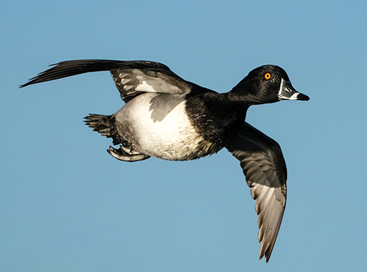 Ring-Necked Duck Ring-Necked Duck