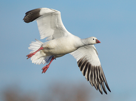 Ross's Goose Ross's Goose