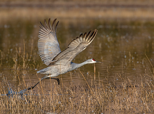 Sandhill Crane Sandhill Crane